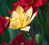 Yellow Tulip_25180